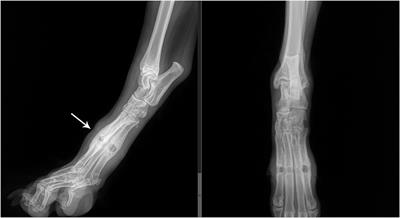 Case report: Tunneling foreign body in the metatarsal bones of a dog